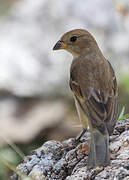 Indigo Bunting