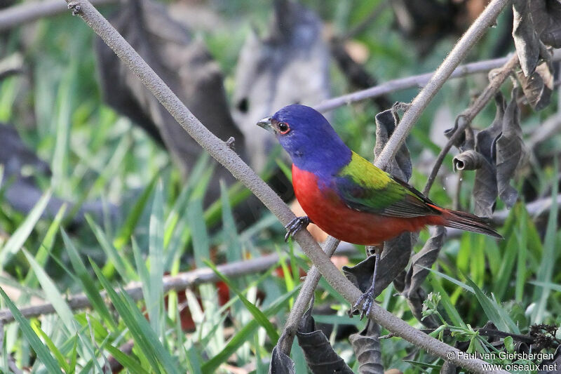 Passerin nonpareil