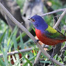 Passerin nonpareil