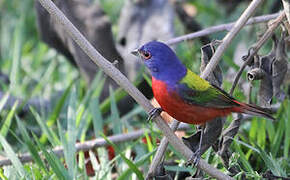 Painted Bunting