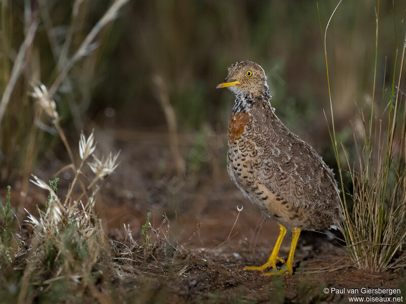 Plains-wanderer