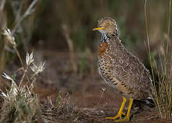 Plains-wanderer