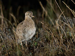 Plains-wanderer