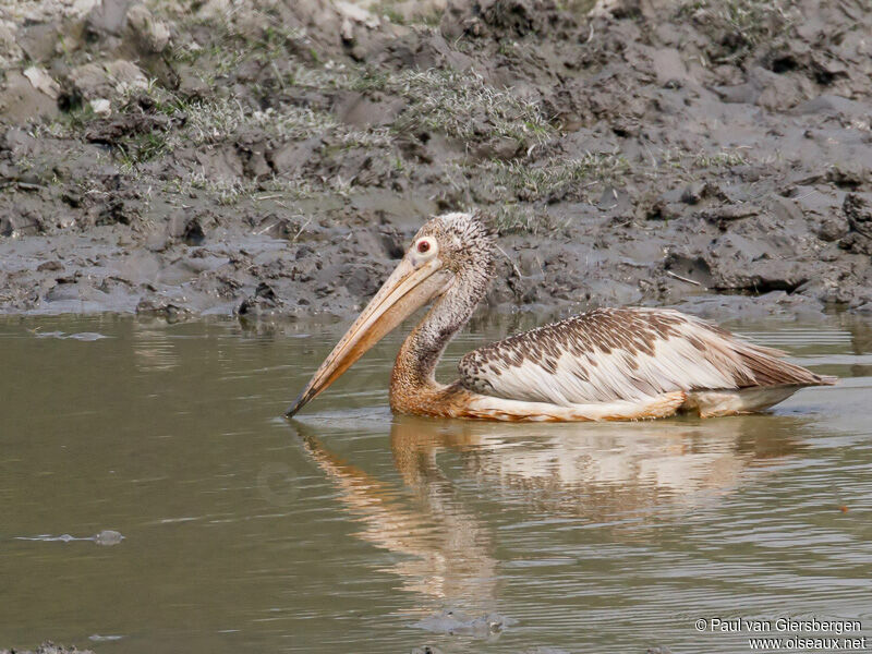 Spot-billed Pelican