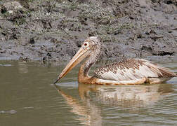 Spot-billed Pelican