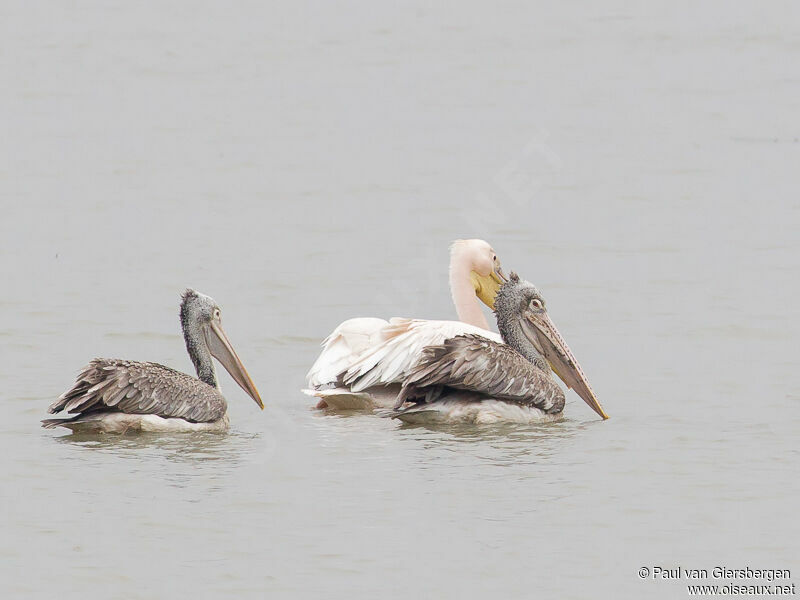 Spot-billed Pelican