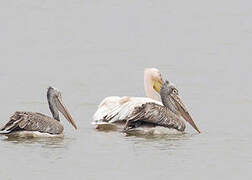 Spot-billed Pelican