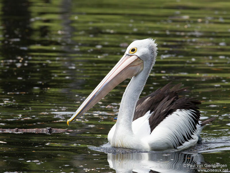 Australian Pelican