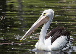 Australian Pelican