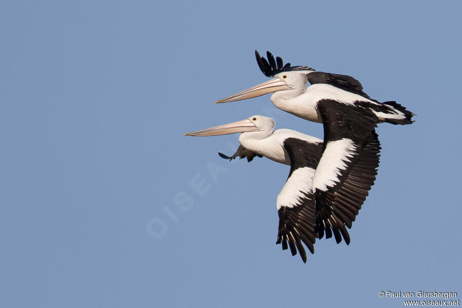 Australian Pelicanadult