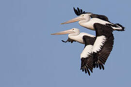 Australian Pelican