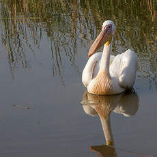 Pélican blanc