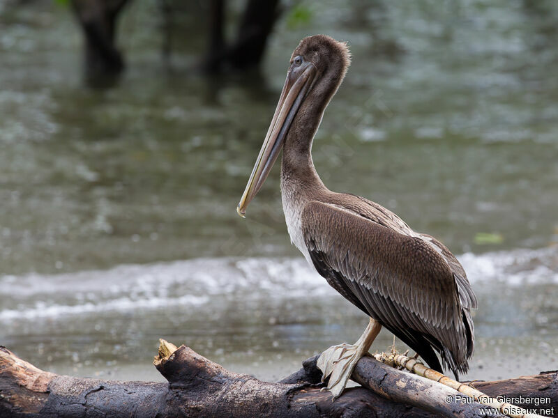 Brown Pelican