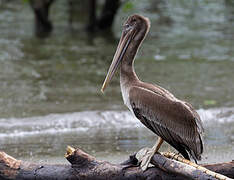 Brown Pelican