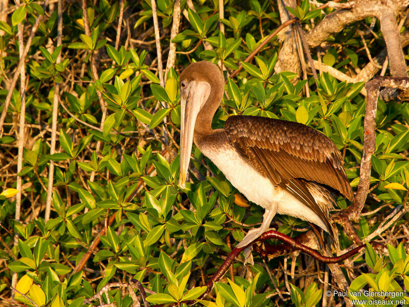 Brown Pelican