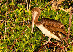 Brown Pelican