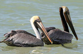 Brown Pelican