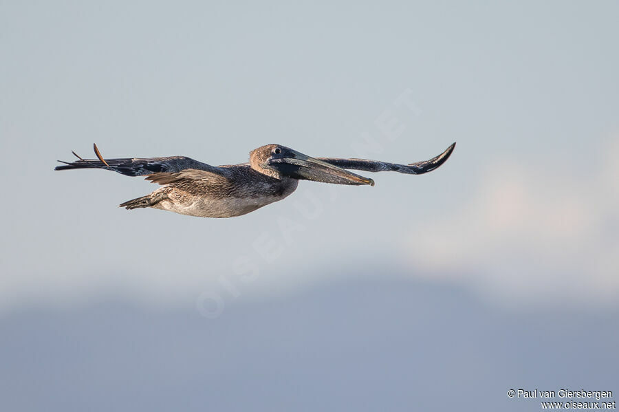 Brown Pelican