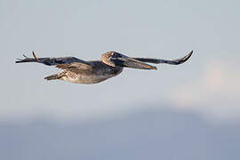 Brown Pelican