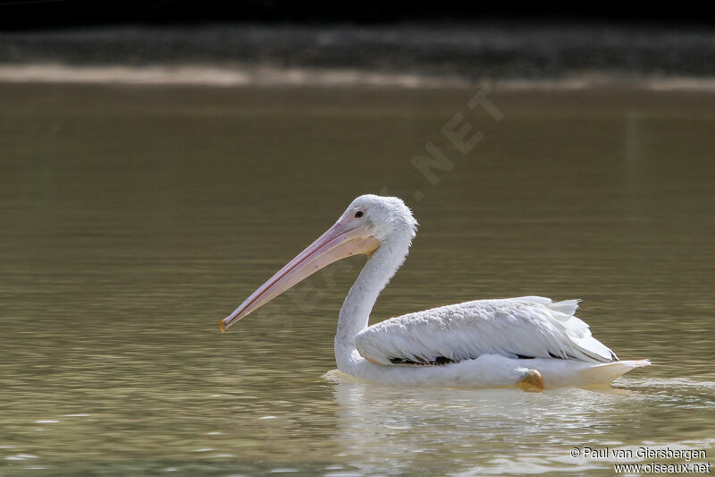 American White Pelican