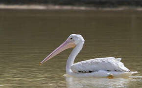 American White Pelican