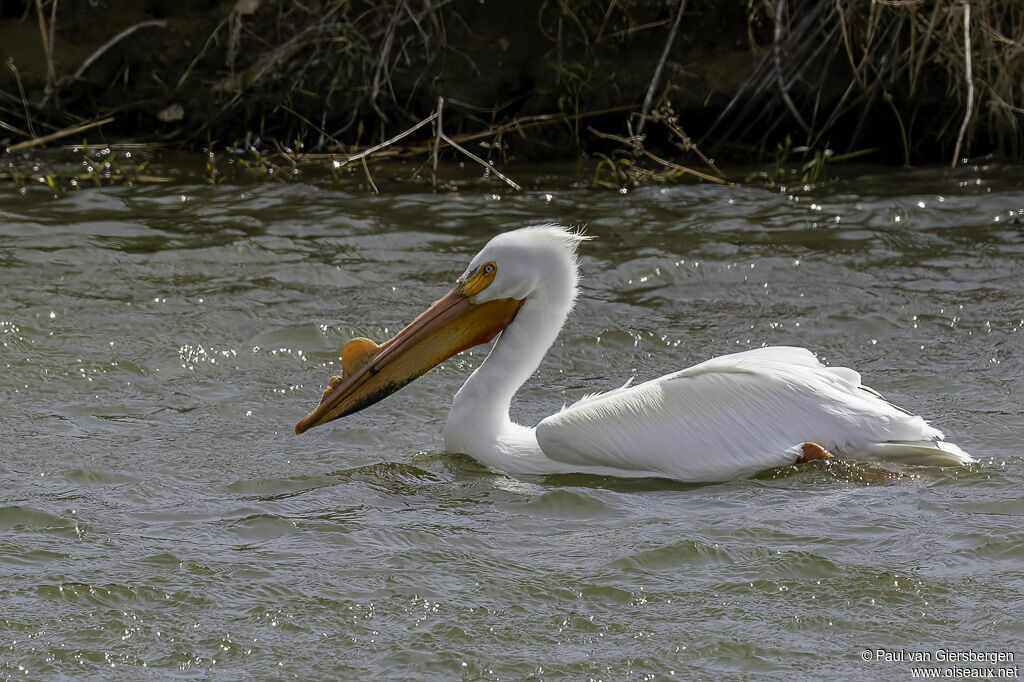 American White Pelicanadult breeding