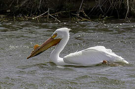 American White Pelican