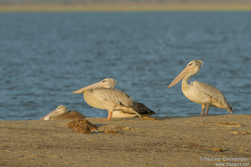 Pink-backed Pelican