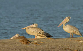 Pink-backed Pelican