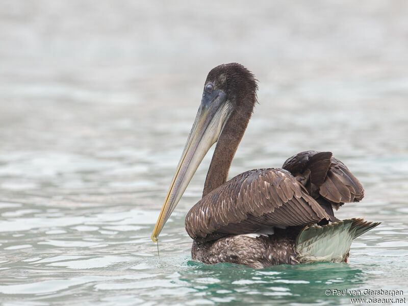 Peruvian Pelican