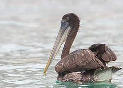 Peruvian Pelican