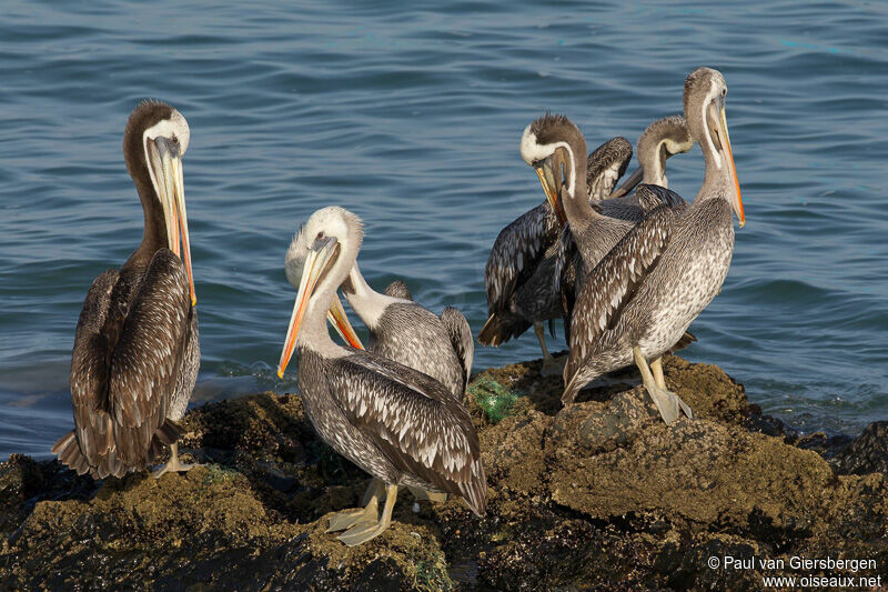 Peruvian Pelican