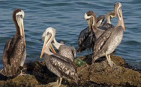 Peruvian Pelican