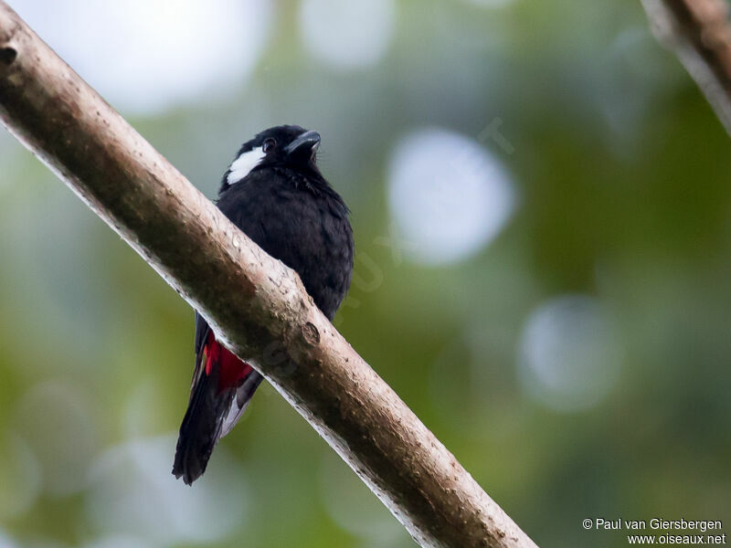 Lowland Peltops