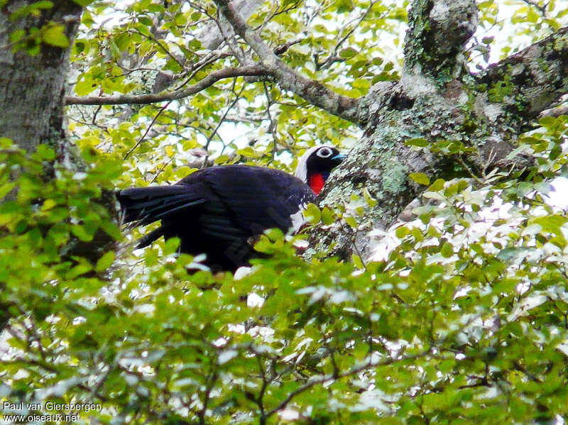 Pénélope à front noiradulte, habitat, pigmentation