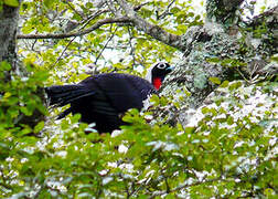 Black-fronted Piping Guan