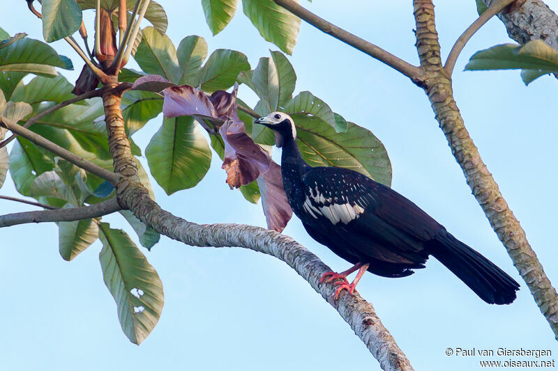 Blue-throated Piping Guan