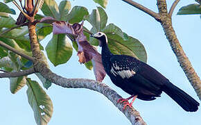 Blue-throated Piping Guan