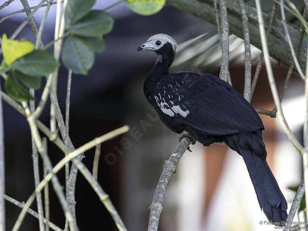 Blue-throated Piping Guanadult