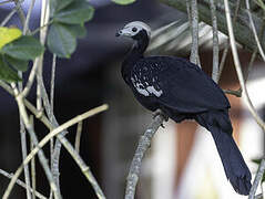 Blue-throated Piping Guan