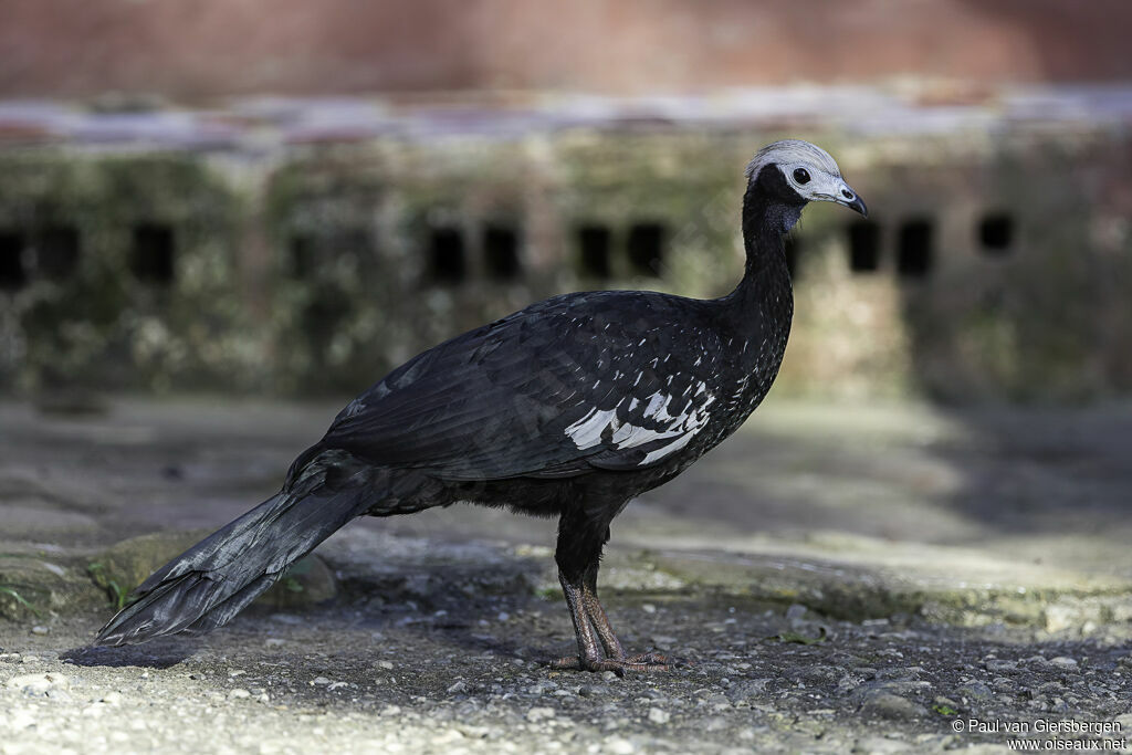 Blue-throated Piping Guanadult