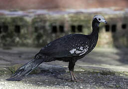 Blue-throated Piping Guan