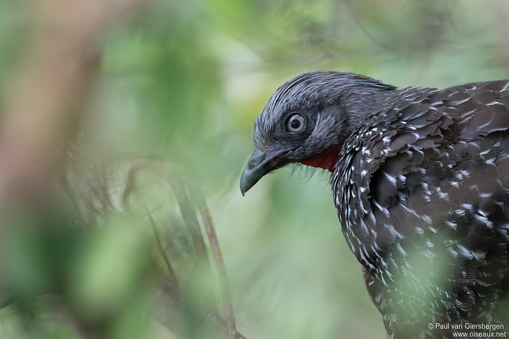 Band-tailed Guanadult