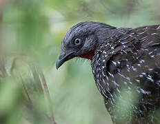 Band-tailed Guan