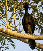 Wattled Guan