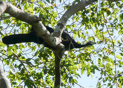 Red-throated Piping Guan