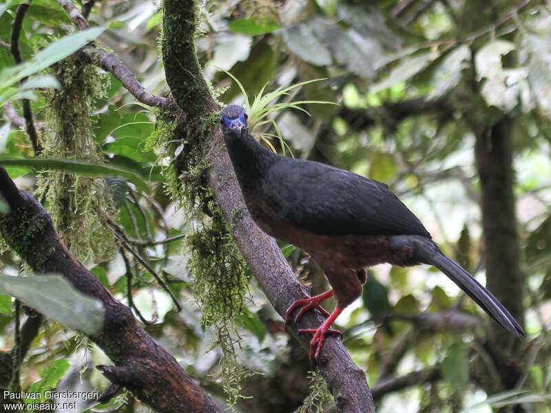 Sickle-winged Guanadult, identification