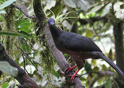 Sickle-winged Guan