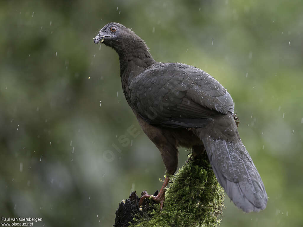 Sickle-winged Guan female adult, identification