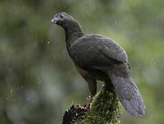 Sickle-winged Guan